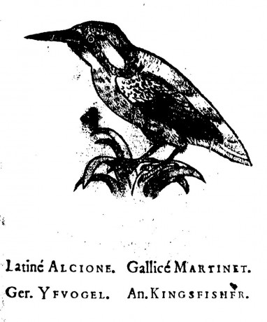 Word of the day: “Eisvogel” - German for kingfisher, literally “ice-bird”; in Russian Зимородок, lit. “winter-born”