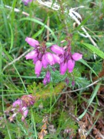 Cornish Heather at Godolphin Hill