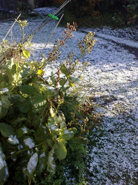 November in Cornwall - again