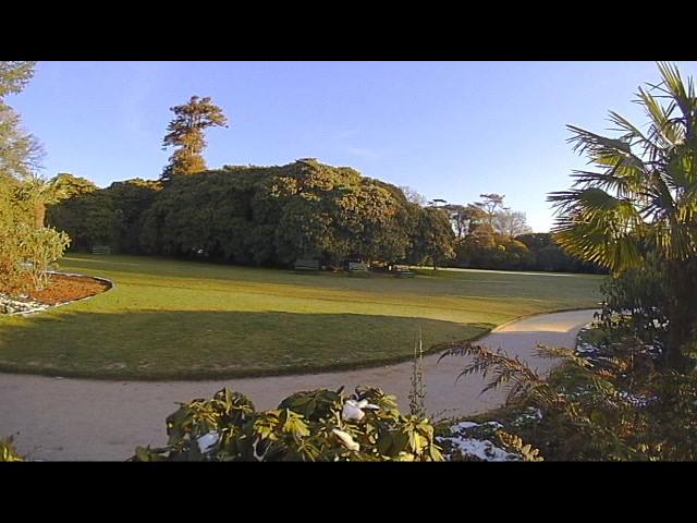 Heligan Rhododendron Time Lapse