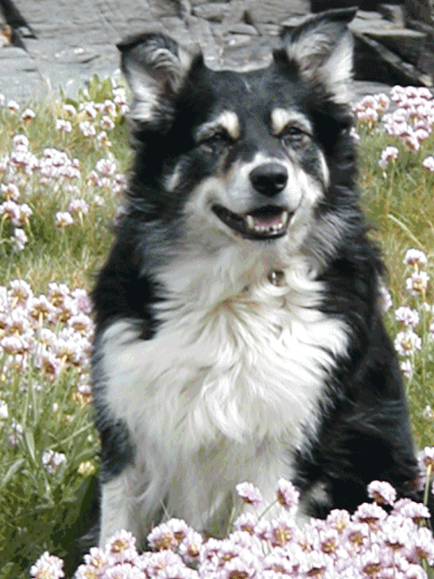 Melys in the Thrift at Trevone - May 2002