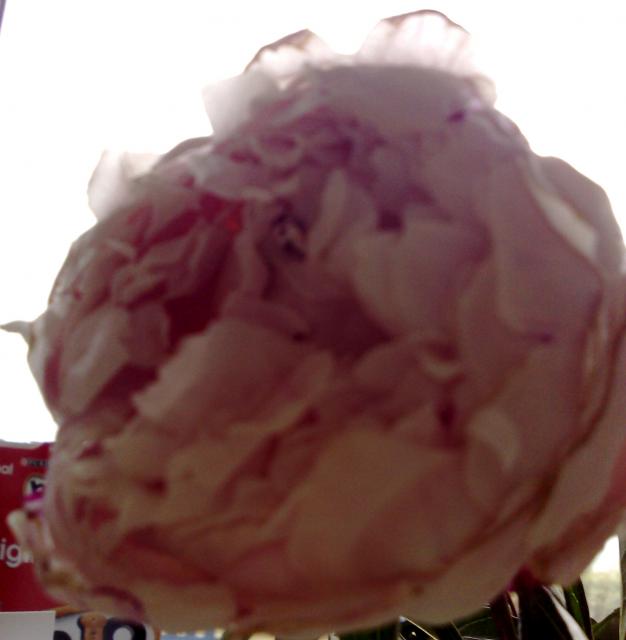 Scented Peonies from Simon and Jo Scented Peonies from Simon and Jo