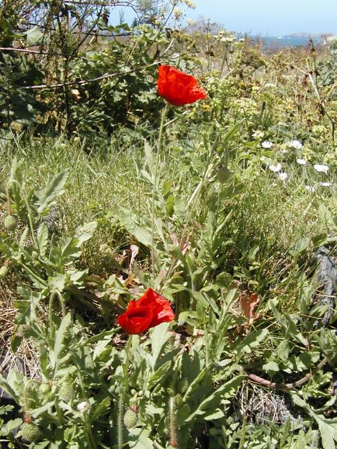 Poppies @ Westview