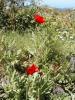Poppies @ Westview